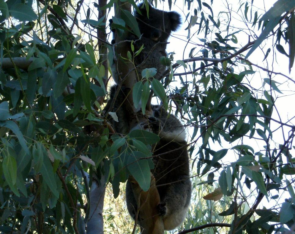 Bed and Breakfast Friends at McLaren Vale Exterior foto