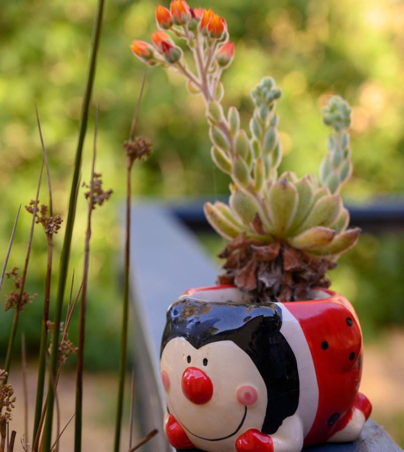 Bed and Breakfast Friends at McLaren Vale Exterior foto